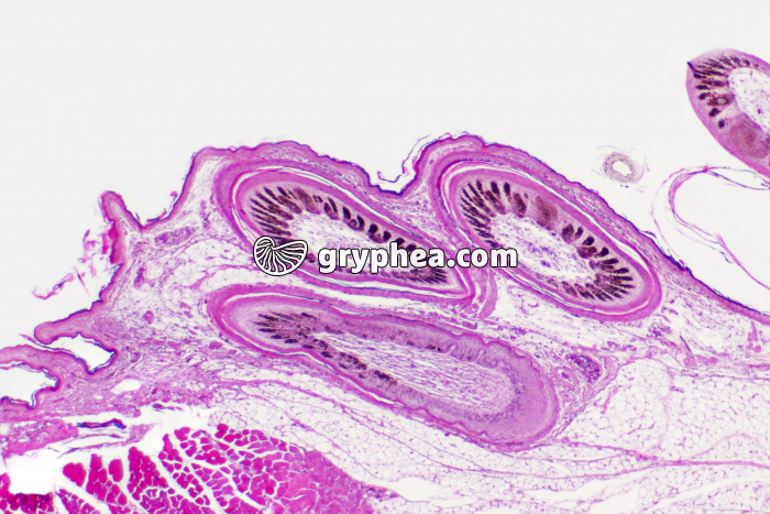 Peau d'Oiseau CT x16 - gryphea.org